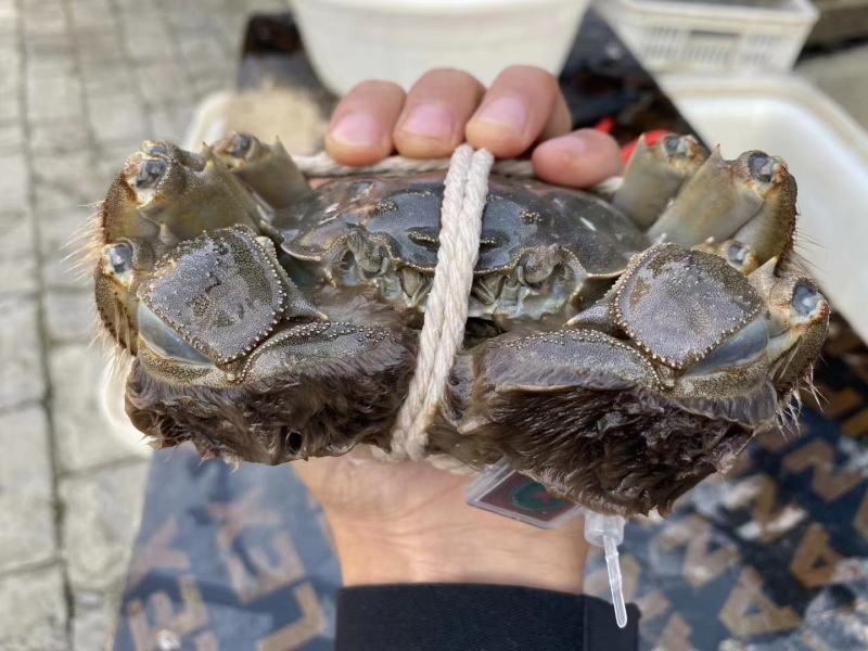 阳澄湖大闸蟹批发欢迎各位老板订购合作共赢