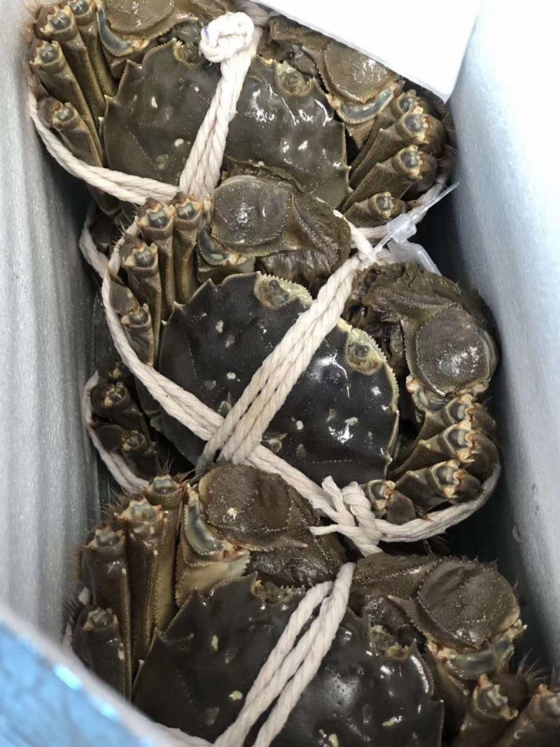 阳澄湖大闸蟹批发欢迎各位老板订购合作共赢