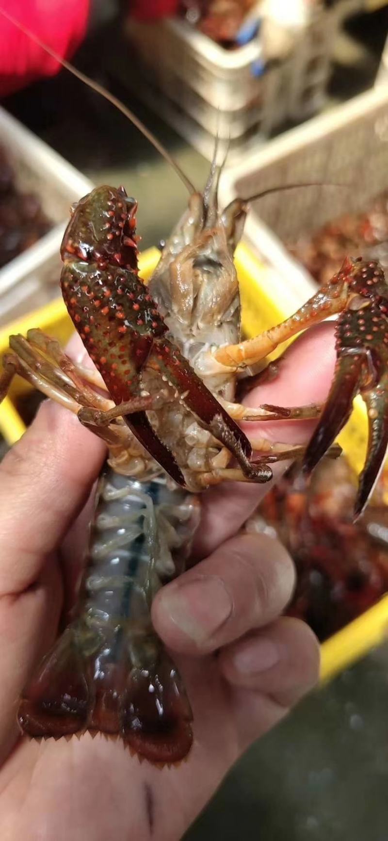 阳澄湖大闸蟹批发欢迎各位老板订购合作共赢
