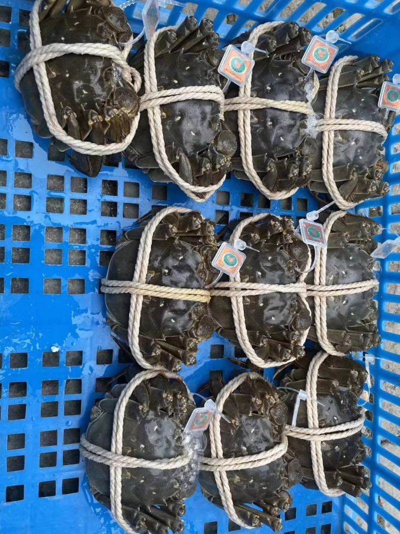 阳澄湖大闸蟹批发欢迎各位老板订购合作共赢