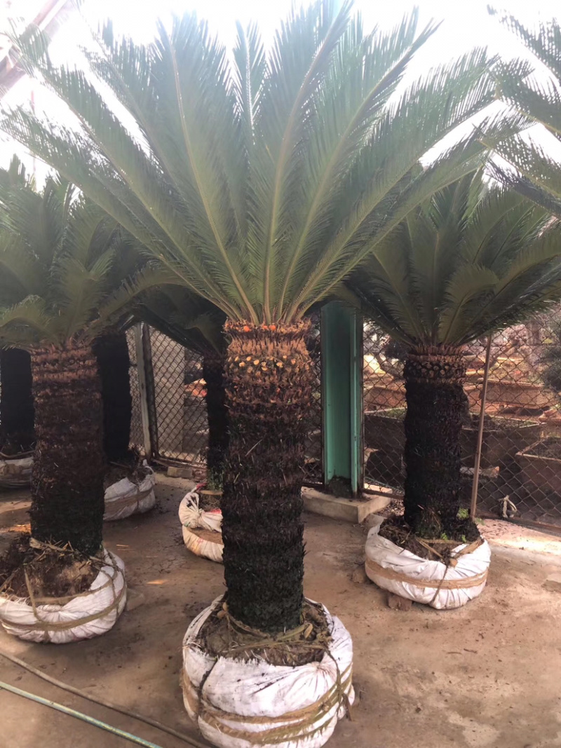 铁树，苏铁，铁树盆景，铁树开花，铁树种植