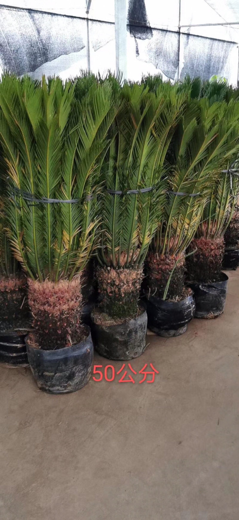铁树，苏铁，铁树盆景，铁树开花，铁树种植