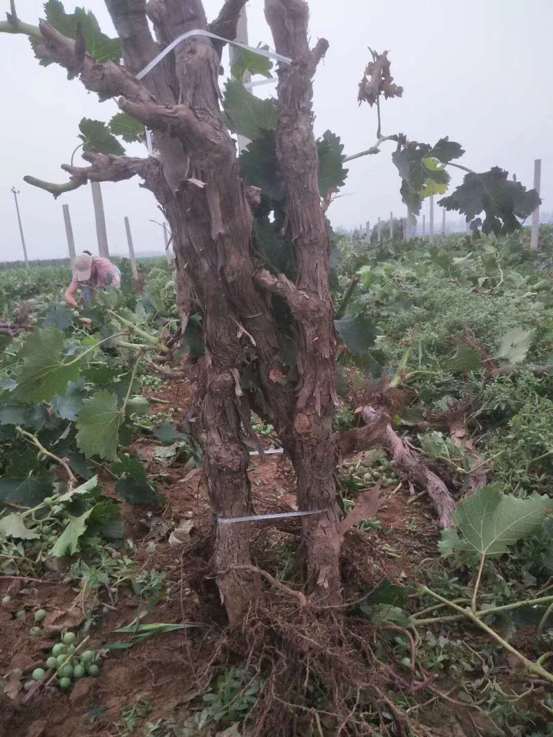 大量葡萄树！各种树龄都有！需要的老板联系！！