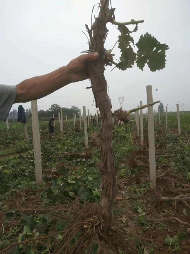 大量葡萄树！各种树龄都有！需要的老板联系！！