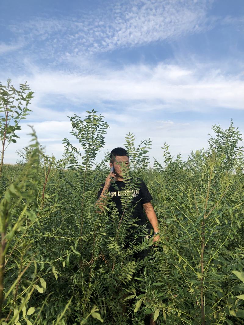 文冠果大量出售造林苗木一手货源
