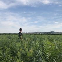 文冠果大量出售造林苗木一手货源