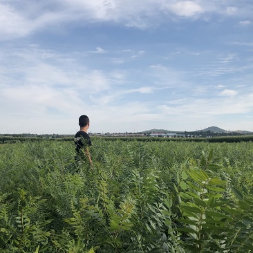 文冠果大量出售造林苗木一手货源