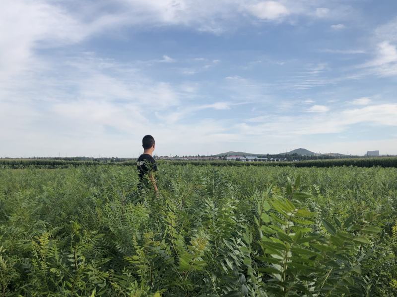 文冠果大量出售造林苗木一手货源