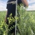 文冠果大量出售造林苗木一手货源