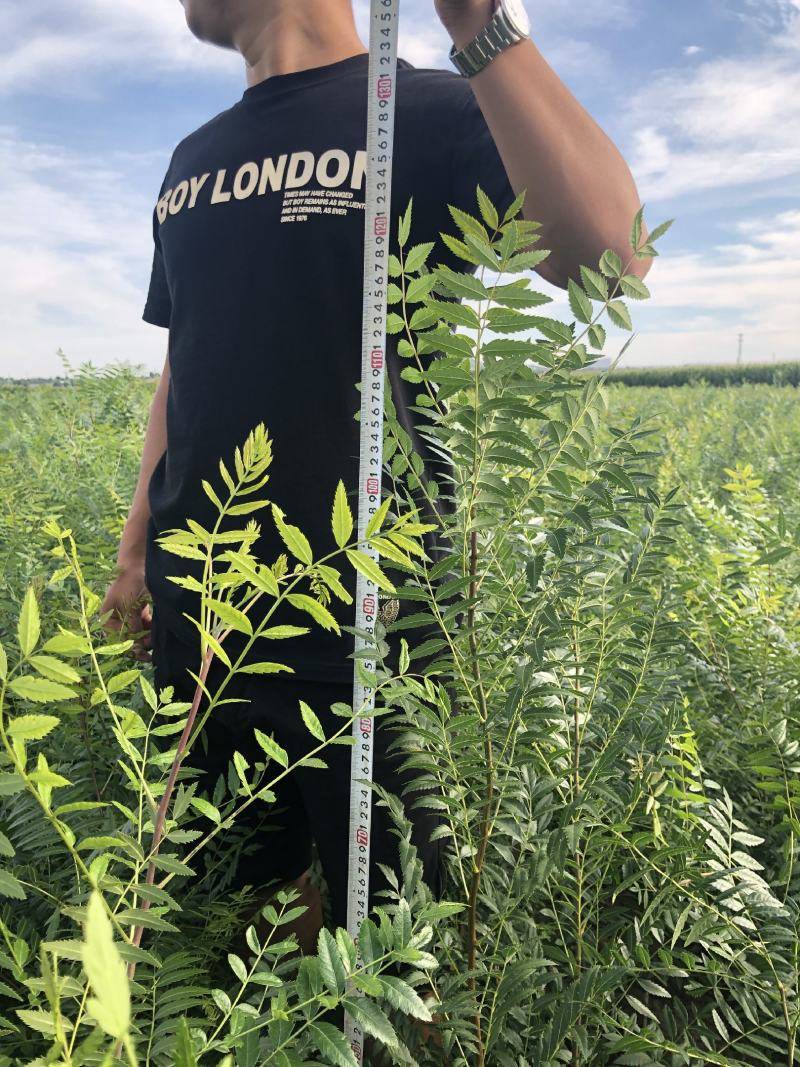 文冠果大量出售造林苗木一手货源
