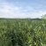 文冠果大量出售造林苗木一手货源