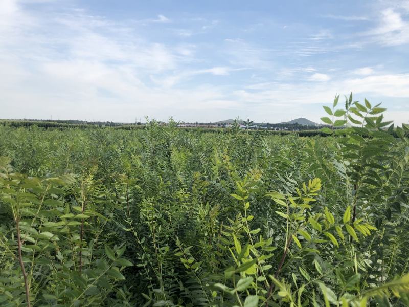文冠果大量出售造林苗木一手货源