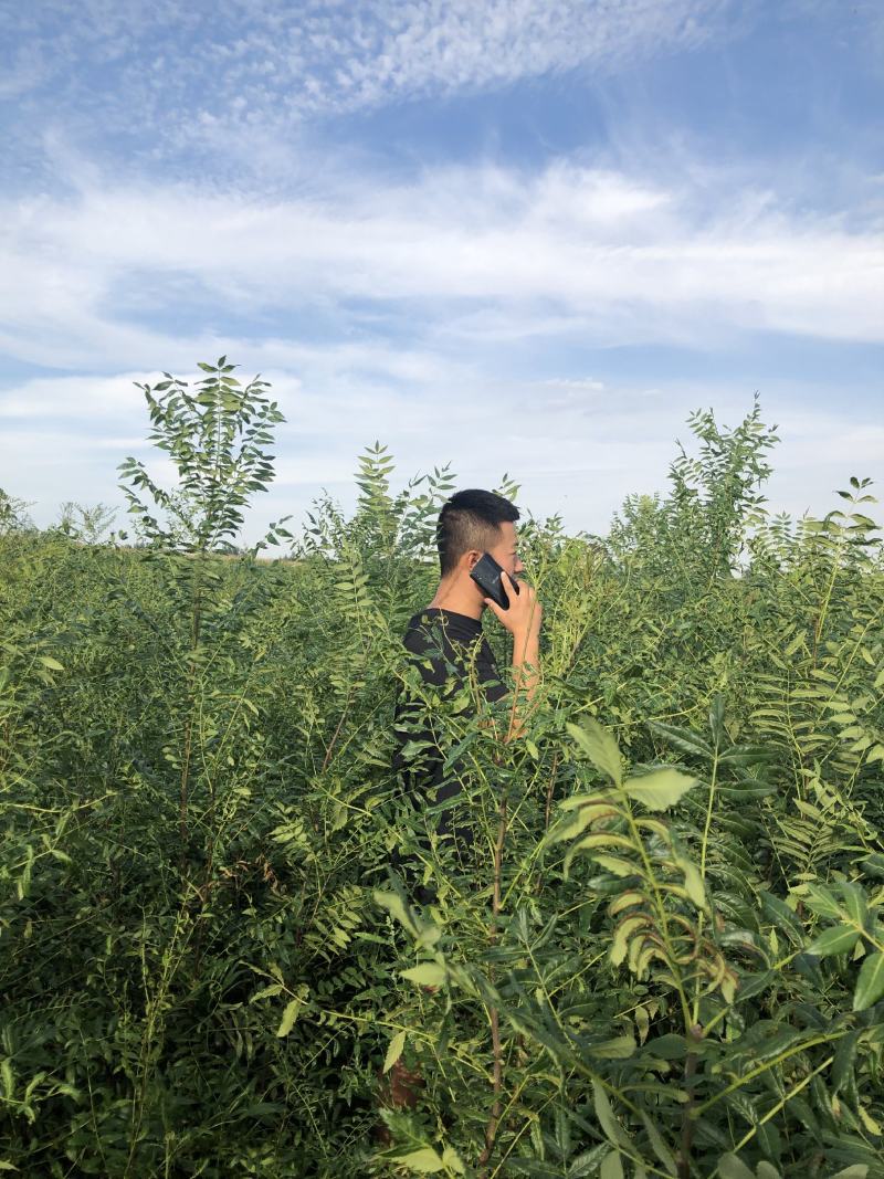 文冠果大量出售造林苗木一手货源