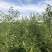 文冠果大量出售造林苗木一手货源