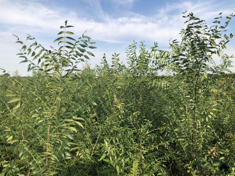 文冠果大量出售造林苗木一手货源