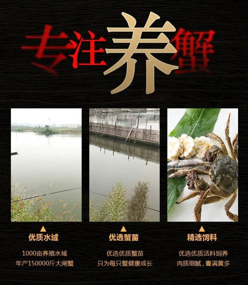 大闸蟹鲜活现货大闸蟹公蟹母螃蟹六月黄礼盒包邮