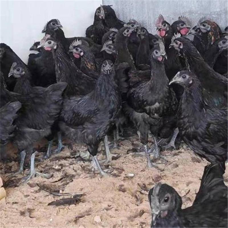 厂家直销正宗五黑鸡脱温苗绿壳蛋鸡青年鸡黑乌鸡架子鸡半斤