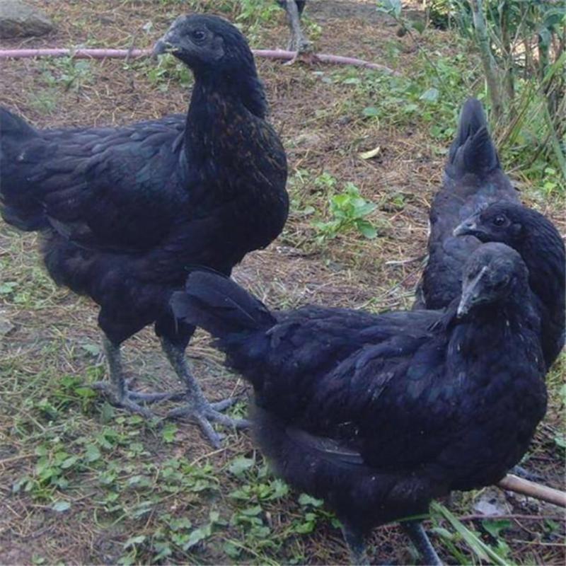 厂家直销正宗五黑鸡脱温苗绿壳蛋鸡青年鸡黑乌鸡架子鸡半斤