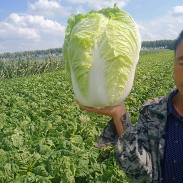 吉林长春黄心大白菜大量上市