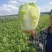 吉林长春黄心大白菜大量上市