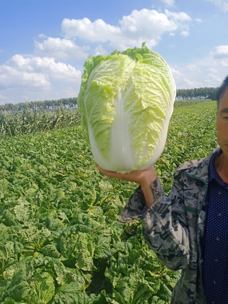 吉林长春黄心大白菜大量上市