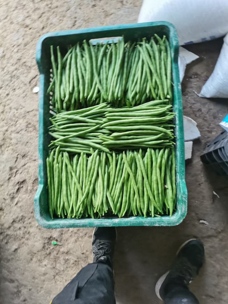 甲霜噁霉灵根腐病猝倒病枯萎病立枯病生根壮苗成活率高