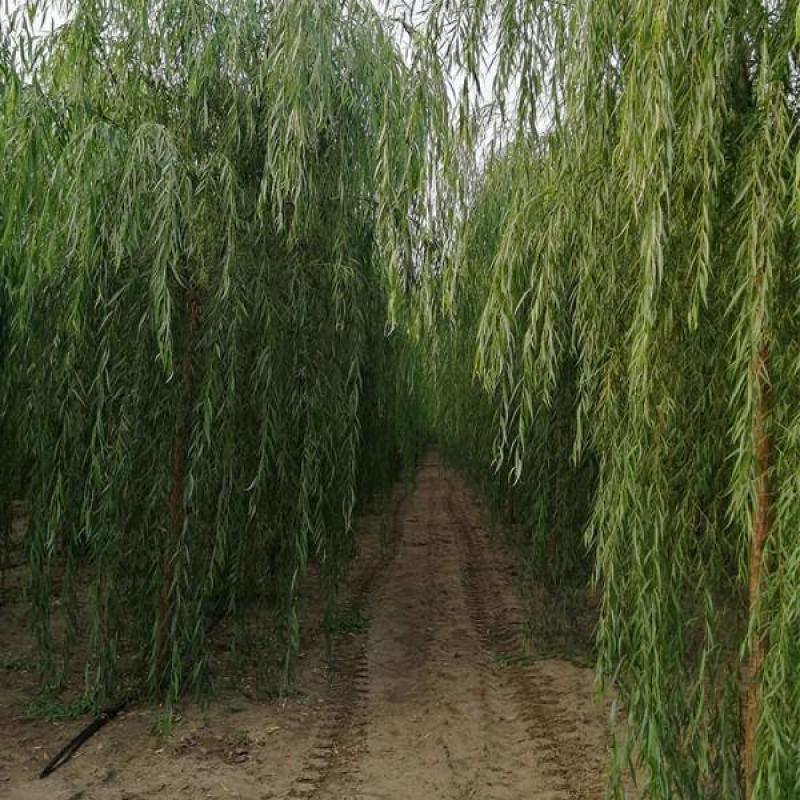 柳树苗苗木基地直销
