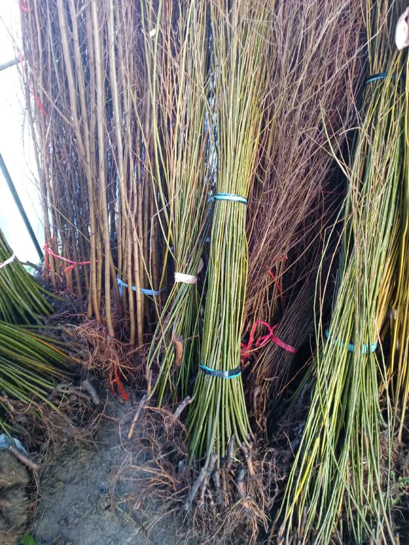 柳树苗苗木基地直销