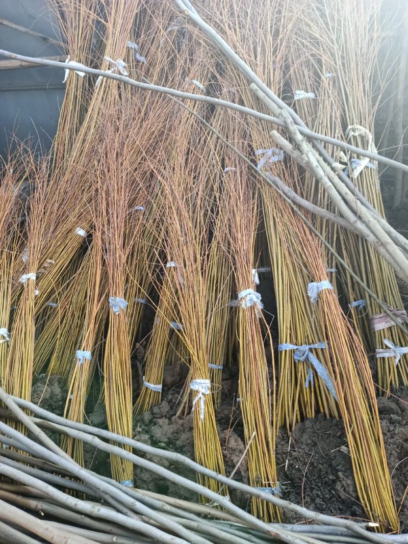 柳树苗苗木基地直销