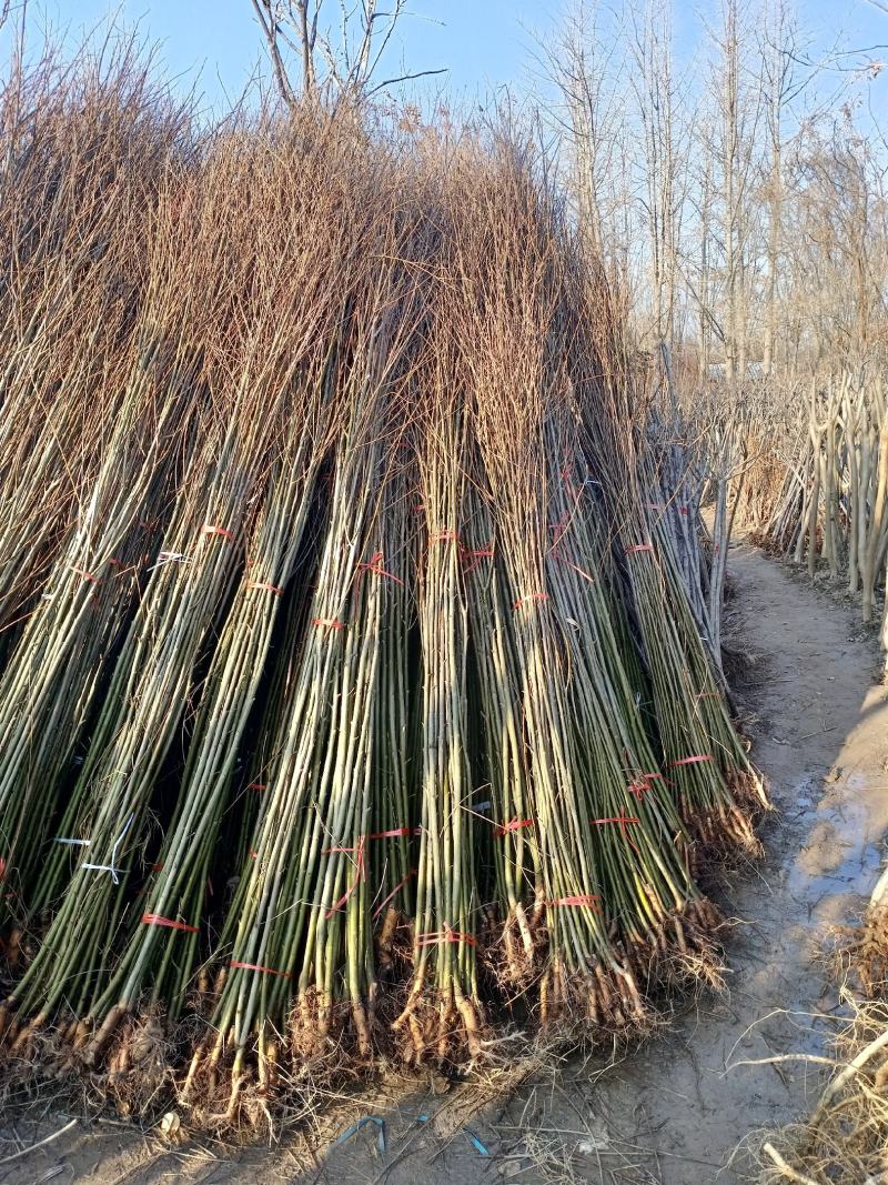 柳树苗苗木基地直销
