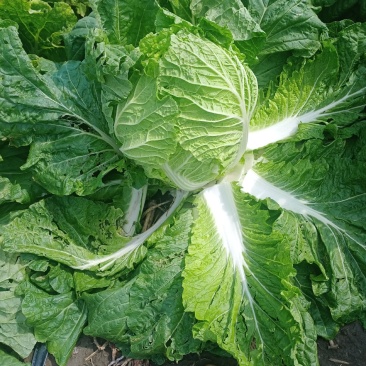 吉林长春黄心大白菜大量上市
