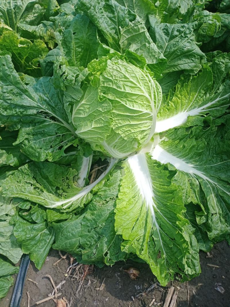 吉林长春黄心大白菜大量上市