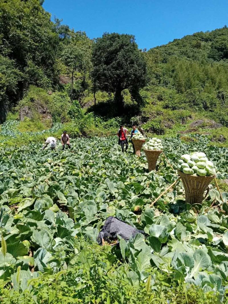 甘蓝种子包菜种莲花白种子扁平铁头耐裂球耐运输颜色亮产量大