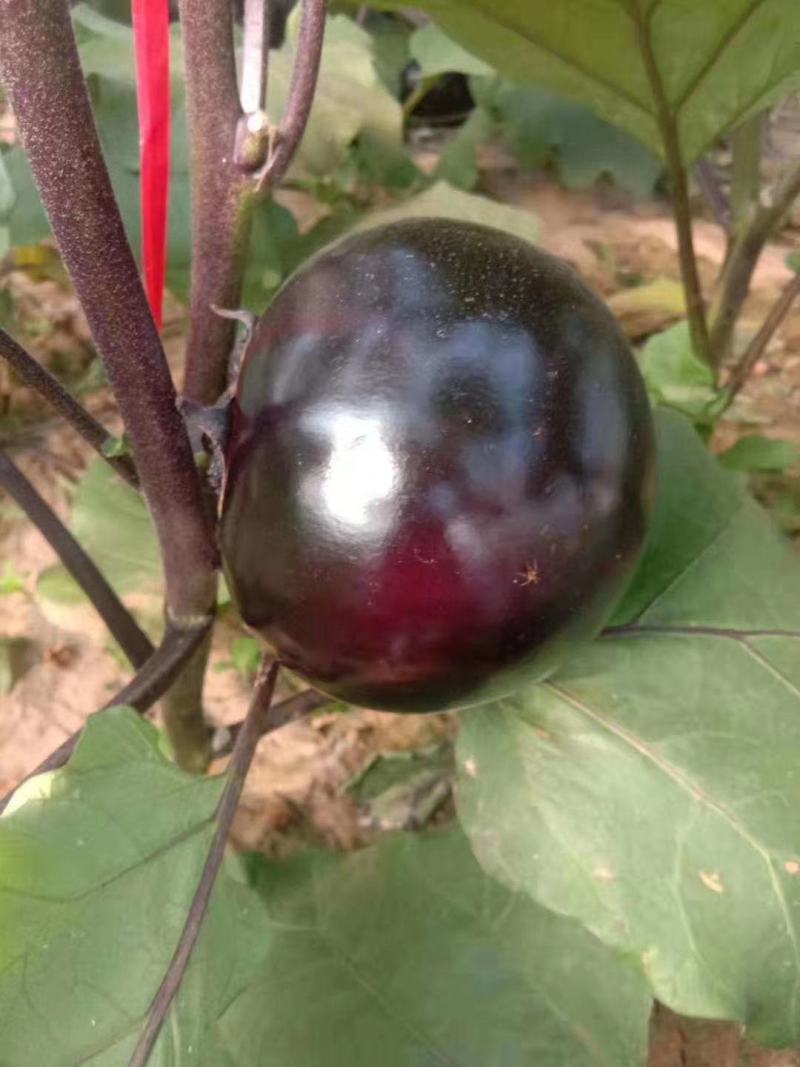 【精品】河北冷棚紫光圆茄大量上市.产地直发.质优价廉。