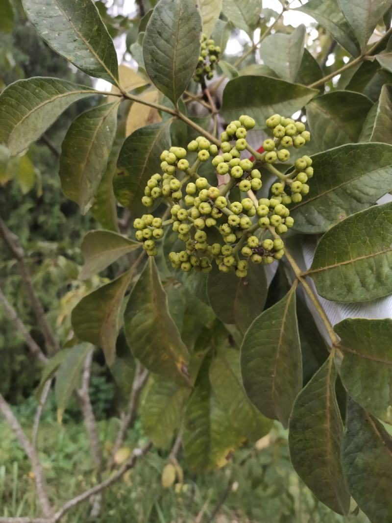 2020年的新鲜吴茱萸