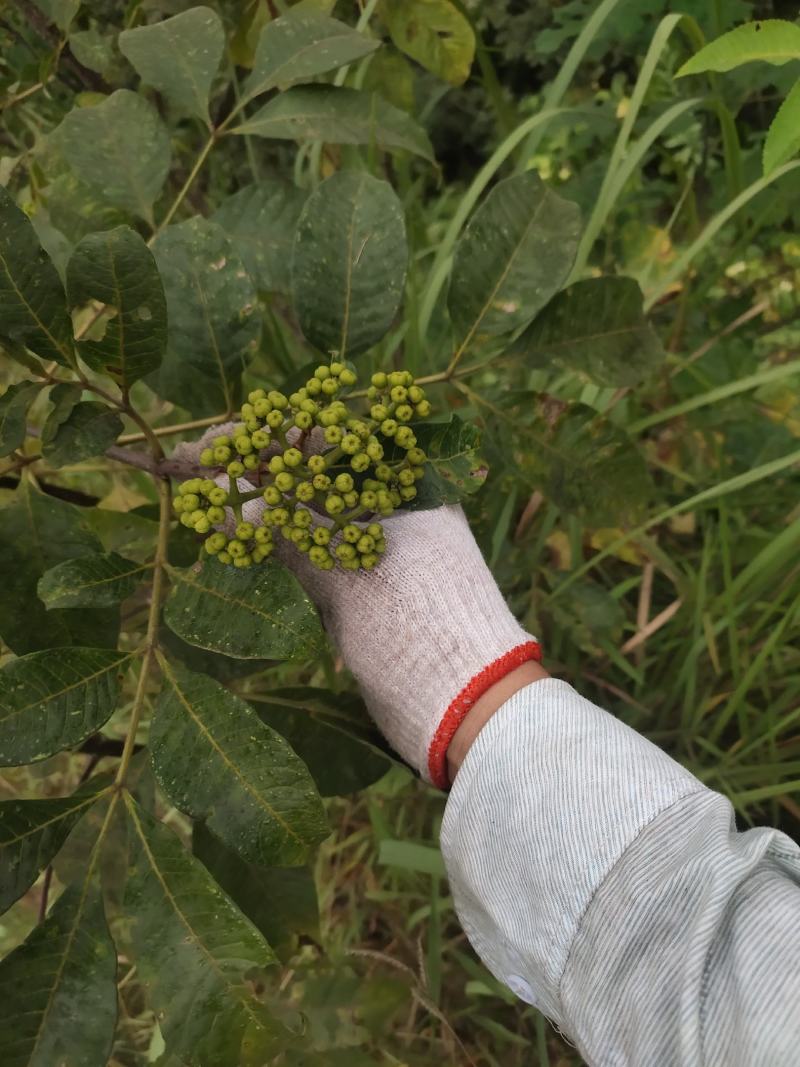 2020年的新鲜吴茱萸