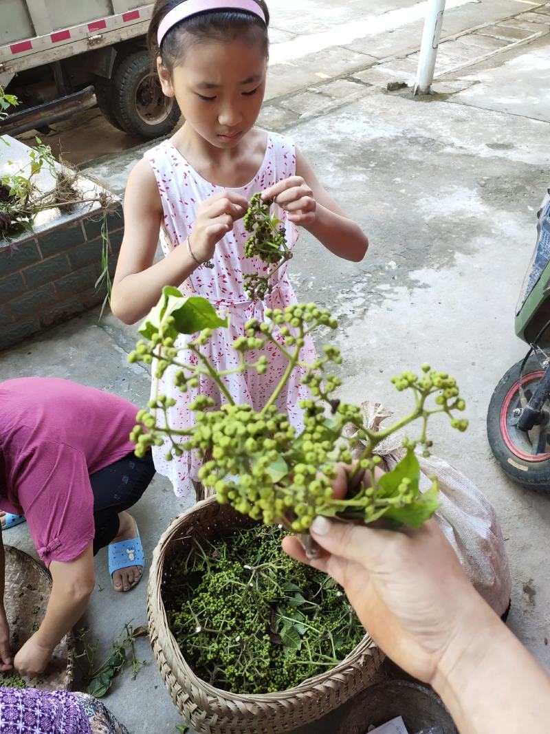 2020年的新鲜吴茱萸