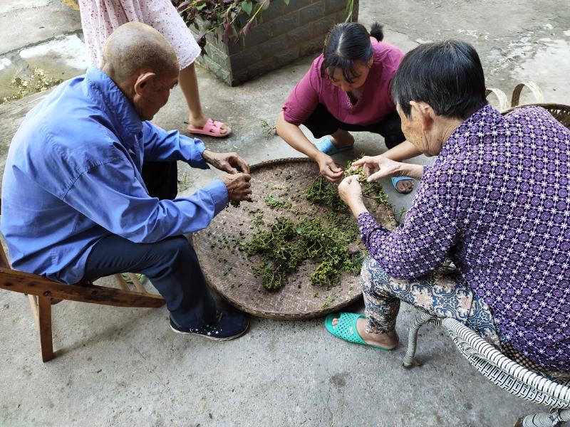 2020年的新鲜吴茱萸