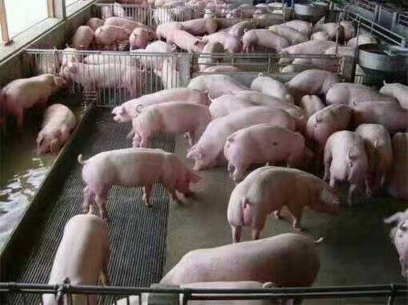三元仔猪大型猪场出售品种全防疫到位伤亡包赔可发货