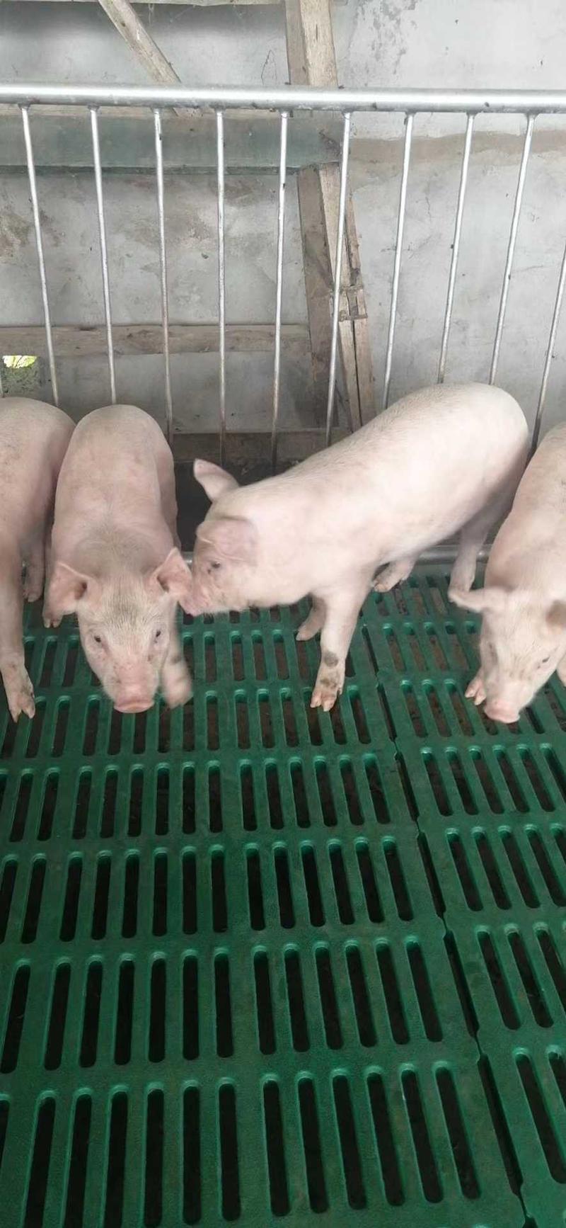 三元仔猪大型猪场出售品种全防疫到位伤亡包赔可发货