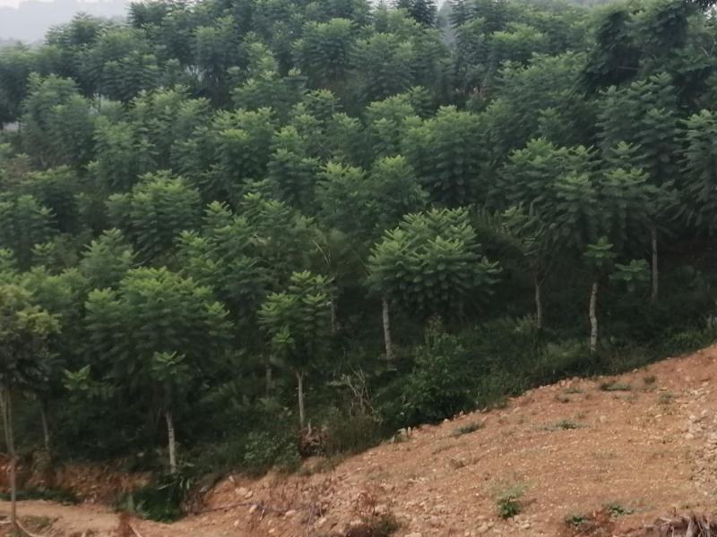 蓝花盈，各种规格的都有，有需要的老板请联系，