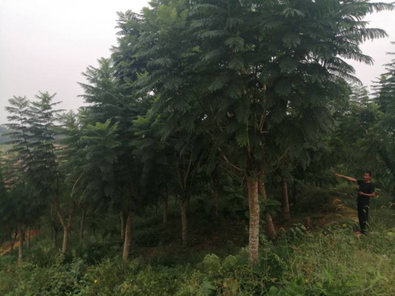 蓝花盈，各种规格的都有，有需要的老板请联系，