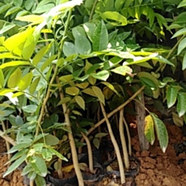 海南黄花梨木小苗，一斤营养杯。
