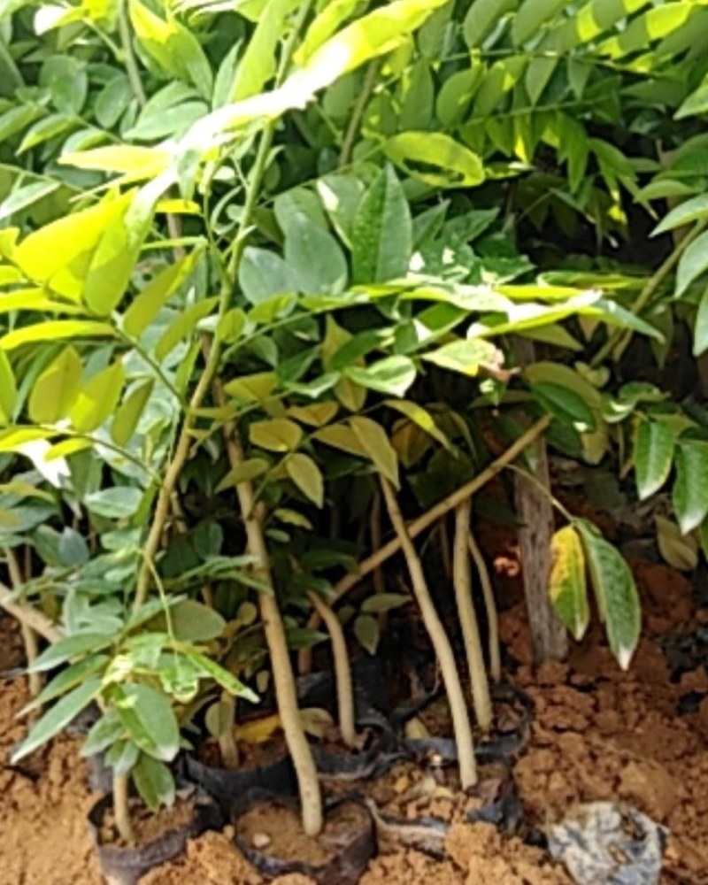 海南黄花梨木小苗，一斤营养杯。