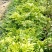 海南黄花梨木小苗，一斤营养杯。