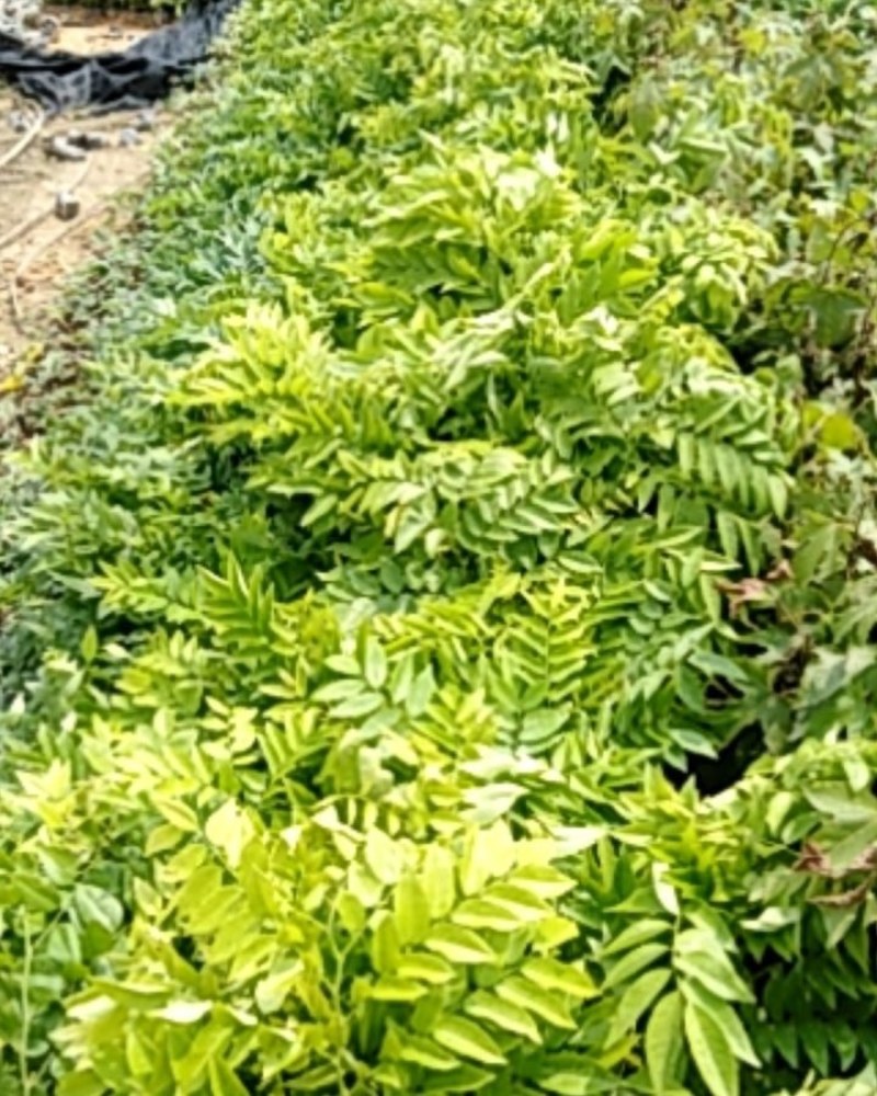 海南黄花梨木小苗，一斤营养杯。