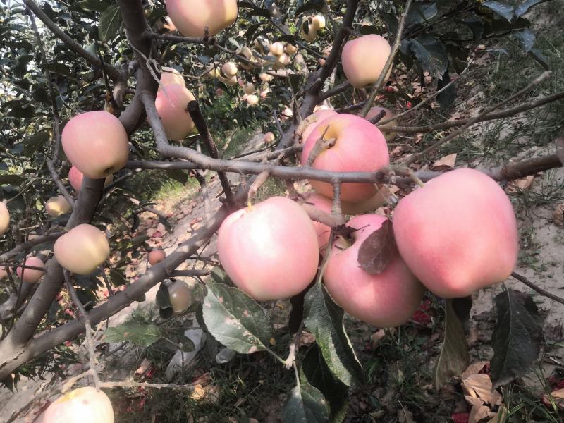中秋王苹果纸袋膜袋苹果颜色鲜红果面干净个大