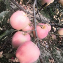 中秋王苹果纸袋膜袋苹果颜色鲜红果面干净个大