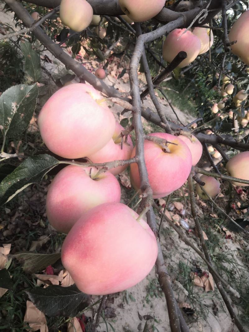 中秋王苹果纸袋膜袋苹果颜色鲜红果面干净个大