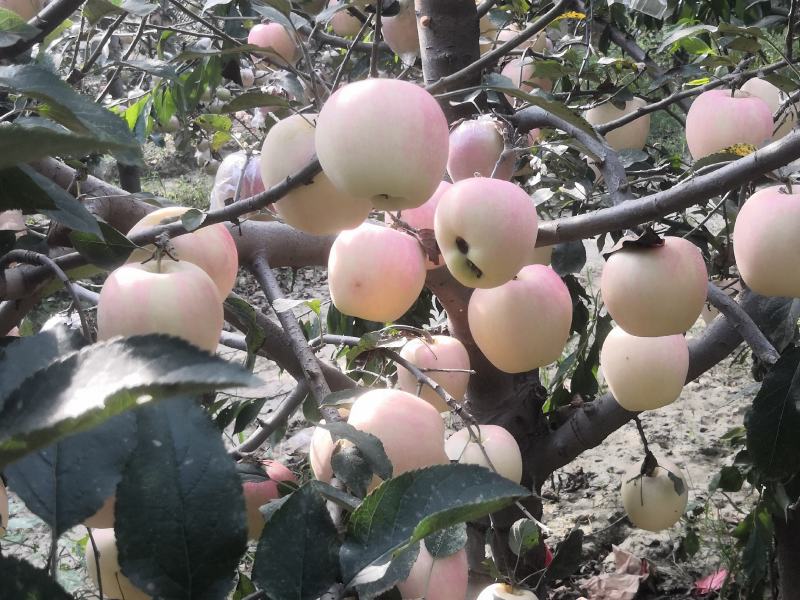 中秋王苹果纸袋膜袋苹果颜色鲜红果面干净个大